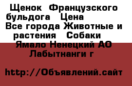 Щенок  Французского бульдога › Цена ­ 35 000 - Все города Животные и растения » Собаки   . Ямало-Ненецкий АО,Лабытнанги г.